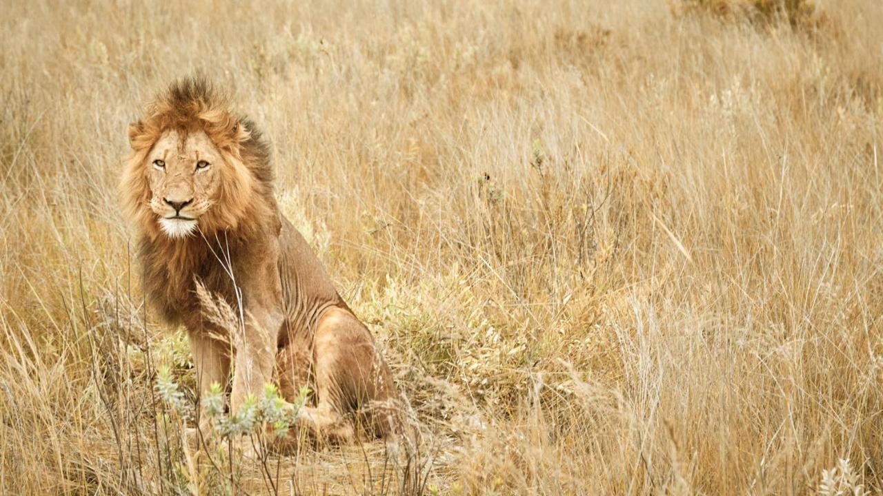 Nkomazi Game Reserve By Newmark Badplaas Exteriér fotografie