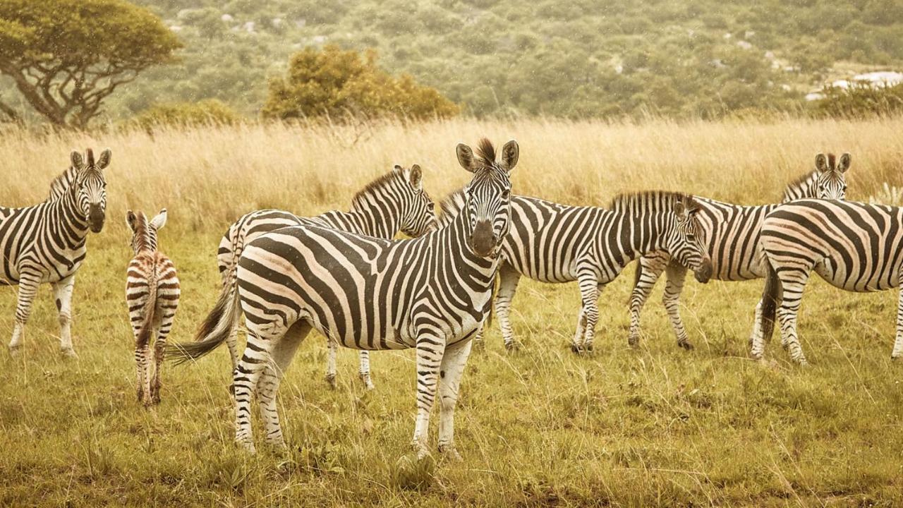 Nkomazi Game Reserve By Newmark Badplaas Exteriér fotografie
