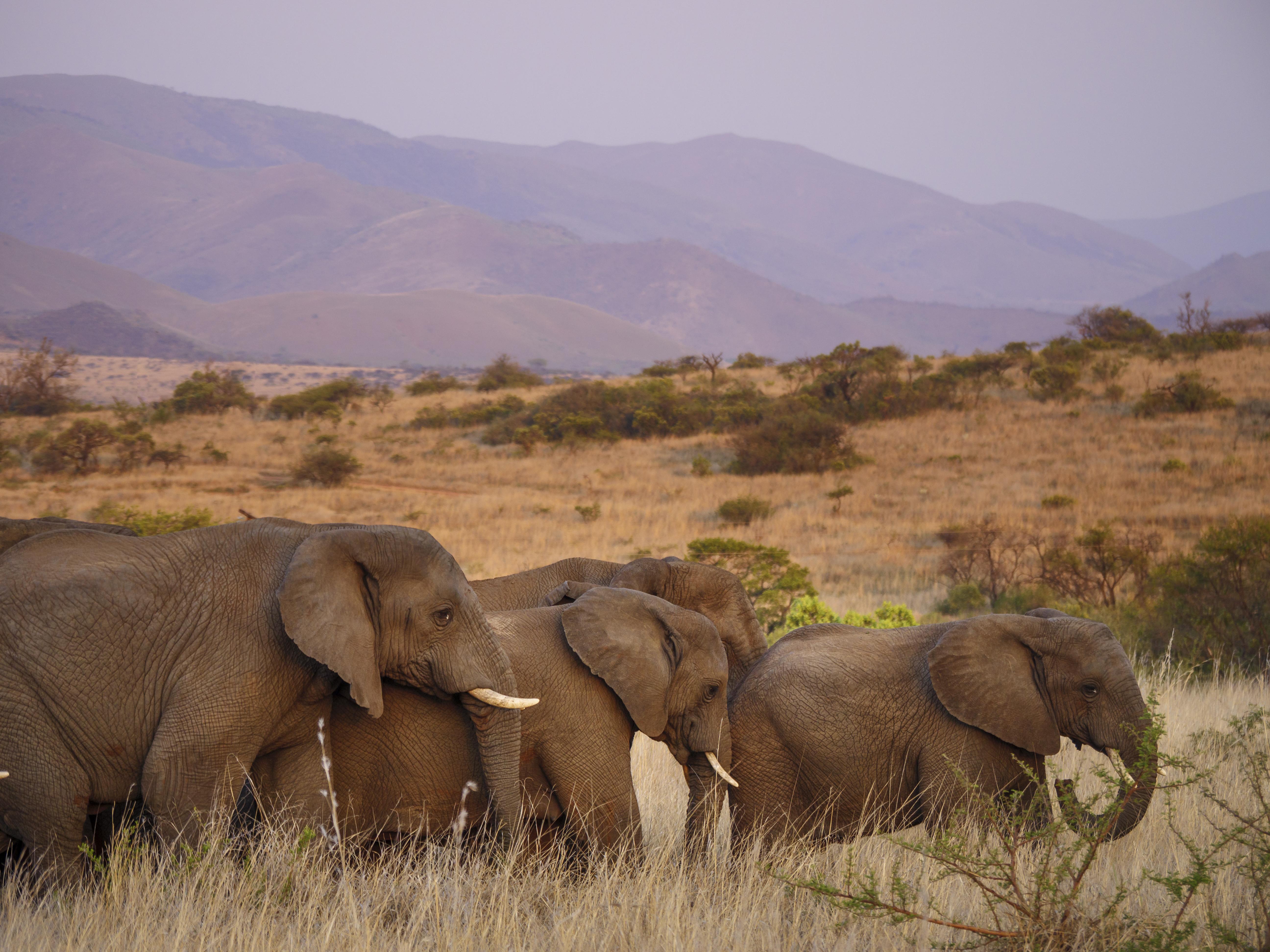 Nkomazi Game Reserve By Newmark Badplaas Exteriér fotografie