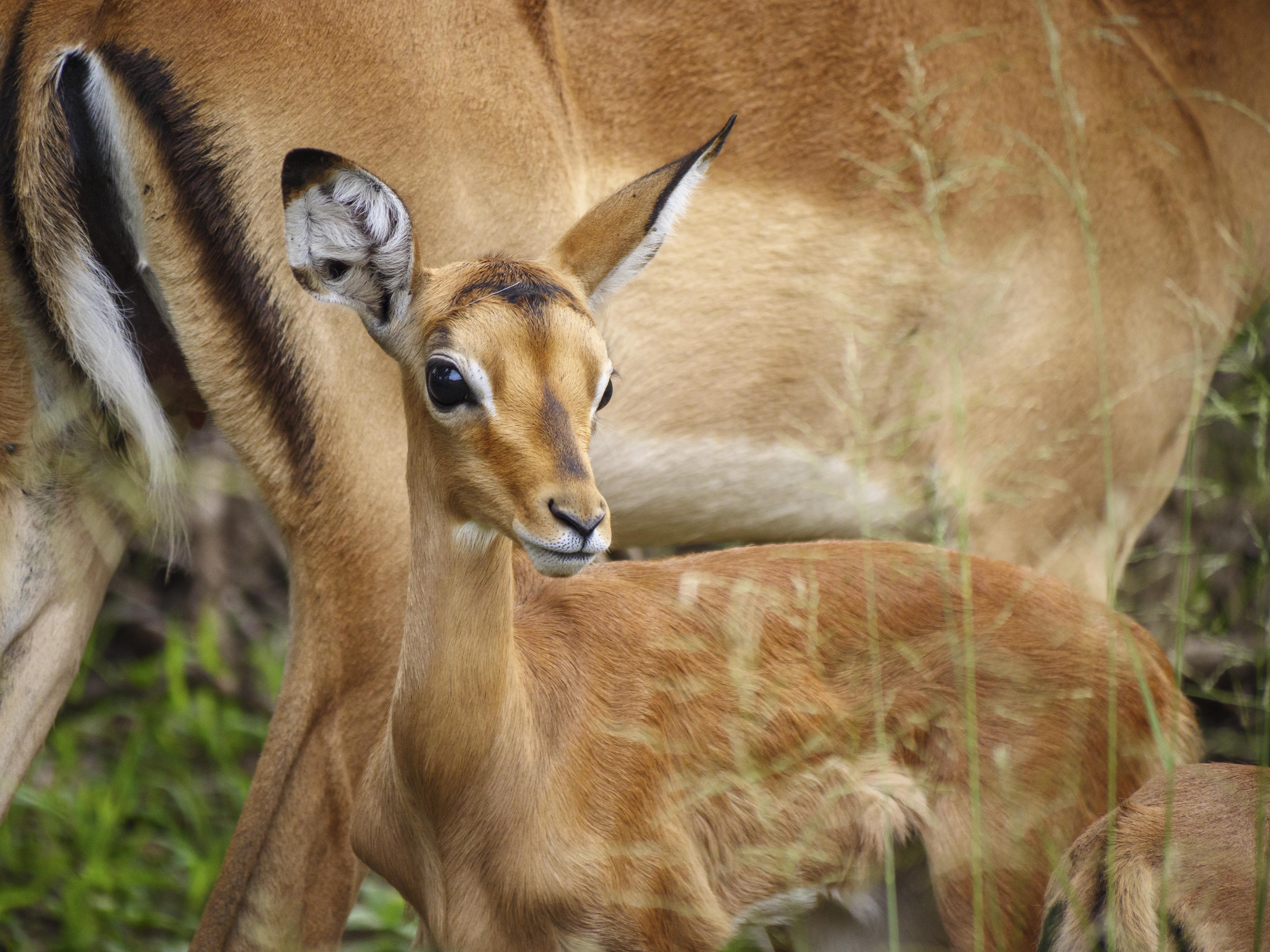 Nkomazi Game Reserve By Newmark Badplaas Exteriér fotografie